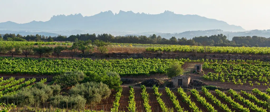 Penedès-vinlandet ud over cava-etiketterne – en dagstur fra Barcelona